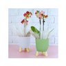 Cachepot Acrilico Brulet com Pés de Madeira 16x12,5cm - 6