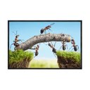 Ver imagem 2 de Quadro Decorativo - Ponte de Formigas Trabalho em Equipe Anm021 - Tela Canvas - 80x60cm