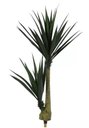 Ver imagem 1 de Planta Árvore Artificial Yucca Verde 1,3m