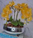 Ver imagem 1 de Arranjo Com 4 Orquídeas Amarelo Vaso Prata 28cm