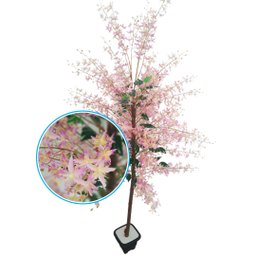 Planta Artificial Árvore Lírio Inglês com 1,60 Metros de Altura - 1