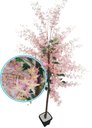 Ver imagem 1 de Planta Artificial Árvore Lírio Inglês com 1,60 Metros de Altura