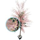 Ver imagem 1 de Planta Artificial Árvore Lírio Inglês com 1,60 Metros de Altura