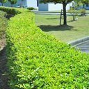 Ver imagem 4 de Aparador de Cercas 550w com Lâmina Conjunto Ganchos Prendedor de Cabo Uh5570 220v Makita