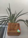 Ver imagem 3 de Cachepô, Jardim Vertical, Cachepot de Madeira, Vaso Cachepô C3