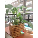 Ver imagem 2 de Cachepô, Jardim Vertical, Cachepot de Madeira, Vaso Cachepô C3