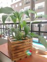 Ver imagem 2 de Cachepô, Jardim Vertical, Cachepot de Madeira, Vaso Cachepô C3