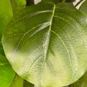 Ver imagem 4 de Árvore Ficus Lyrata Toque Real 210cm com Tronco Natural e Vaso Thai Off-white