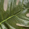 Planta Artificial Costela de Adão - 4