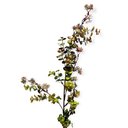Ver imagem 2 de Galho Decorativo Berry Verde e Vermelho 87cm