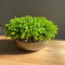 Ver imagem 2 de Arranjo Grande Centro de Mesa Vaso Incolor com Verdinho Decore Fácil Shop
