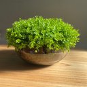 Ver imagem 1 de Arranjo Grande Centro de Mesa Vaso Incolor com Verdinho Decore Fácil Shop
