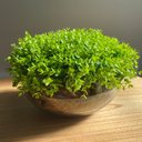 Ver imagem 3 de Arranjo Grande Centro de Mesa Vaso Incolor com Verdinho Decore Fácil Shop