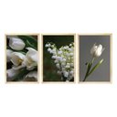 Ver imagem 3 de Kit 3 Quadros Decorativos para Sala Foto Flores Tulipa Branca Verde Natureza