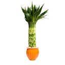 Ver imagem 2 de Vaso Cerâmica Atenas 21x21x21,5 Cm – Elegância Clássica para Uma Decoração Sofisticada:laranja