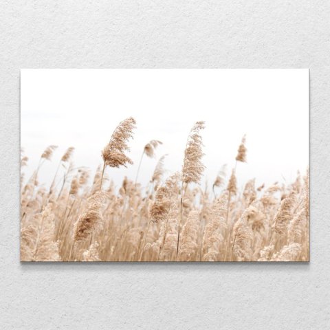 Quadro Decorativo Capim Rabo de Raposa Horizontal sem Moldura e sem Vidro 80X120