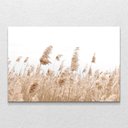 Ver imagem 1 de Quadro Decorativo Capim Rabo de Raposa Horizontal sem Moldura e sem Vidro 80X120
