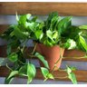 10 Ganchos P/ Vaso de Parede Jardim Vertical e Treliça 8cm - 9