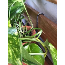 10 Ganchos P/ Vaso de Parede Jardim Vertical e Treliça 8cm - 7