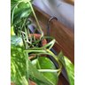 10 Ganchos P/ Vaso de Parede Jardim Vertical e Treliça 8cm - 7