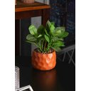 Ver imagem 3 de Cachepot de Cimento com Planta Artificial Prisma Marrom 11cm X 22cm