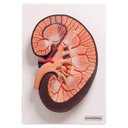 Ver imagem 3 de Rim Humano Básico em Corte Longitudinal, Anatomia