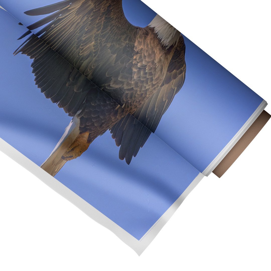Quadro Decorativo Águia em Seu Voo 1:Grande 77x64cm/Somente Tela - 1