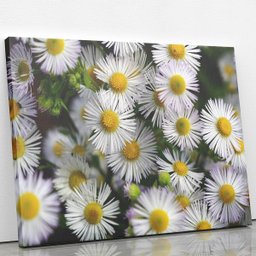 Quadro Flores Margaridas Brancas Plantação Canvas 120x80cm - 2