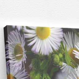 Quadro Flores Margaridas Brancas Plantação Canvas 120x80cm - 3