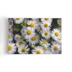 Quadro Flores Margaridas Brancas Plantação Canvas 120x80cm