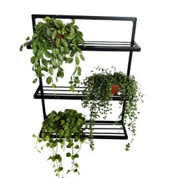 Prateleira Decorativa Parede Jardim suporte Plantas Ferro Artesanal jardim vertical MINAS ARTE PRÓPR - 2