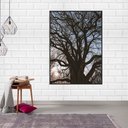 Ver imagem 1 de Quadro Canvas Árvore sem Folhas 1,30x1,00