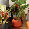Vaso Cachepot Wave 15cm Antidengue Decoração Preto - 9