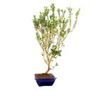 Ver imagem 2 de Pré Bonsai Cereja Anã 07 Anos