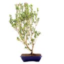 Ver imagem 3 de Pré Bonsai Cereja Anã 07 Anos