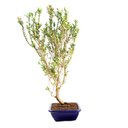 Ver imagem 4 de Pré Bonsai Cereja Anã 07 Anos