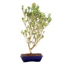 Ver imagem 1 de Pré Bonsai Cereja Anã 07 Anos
