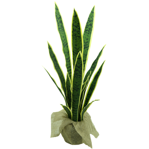 Planta Folhas Espada de São Jorge Permanente Toque Verde Realista