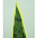 Ver imagem 3 de Planta Folhas Espada de São Jorge Permanente Toque Verde Realista