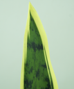 Ver imagem 3 de Planta Folhas Espada de São Jorge Permanente Toque Verde Realista