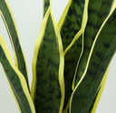 Ver imagem 2 de Planta Folhas Espada de São Jorge Permanente Toque Verde Realista