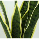 Ver imagem 2 de Planta Folhas Espada de São Jorge Permanente Toque Verde Realista