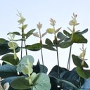 Ver imagem 3 de Arranjo de Eucalipto Artificial em Vaso Ambar Renata