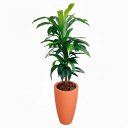 Ver imagem 1 de Árvore Dracena Toque Real 133cm com Vaso Vietnamita Terracota