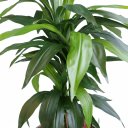 Ver imagem 3 de Árvore Dracena Toque Real 133cm com Vaso Vietnamita Terracota