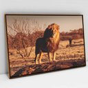 Ver imagem 1 de Quadro Decorativo em Canvas Leão Predador TaColado Moldura Flutuante 4,5cm Freijó 60 x 40cm