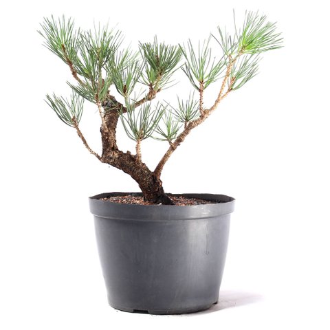 Pré Bonsai Pinheiro Negro 12 Anos