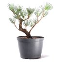 Ver imagem 1 de Pré Bonsai Pinheiro Negro 12 Anos