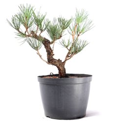 Pré Bonsai Pinheiro Negro 12 Anos - 4