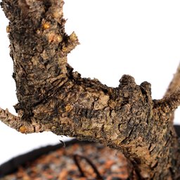 Pré Bonsai Pinheiro Negro 12 Anos - 5